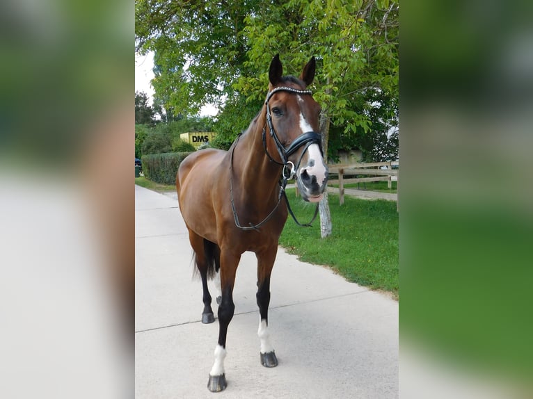 Oldenburg-International (OS) Gelding 10 years 17 hh Brown in Roßdorf