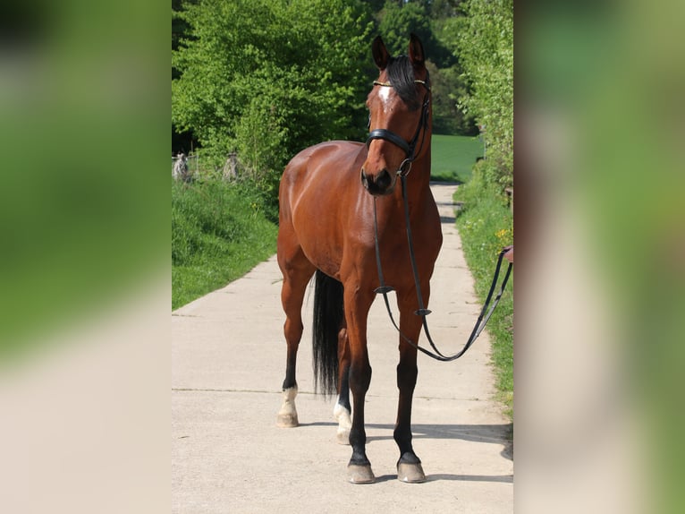 Oldenburg-International (OS) Gelding 10 years in Darmstadt