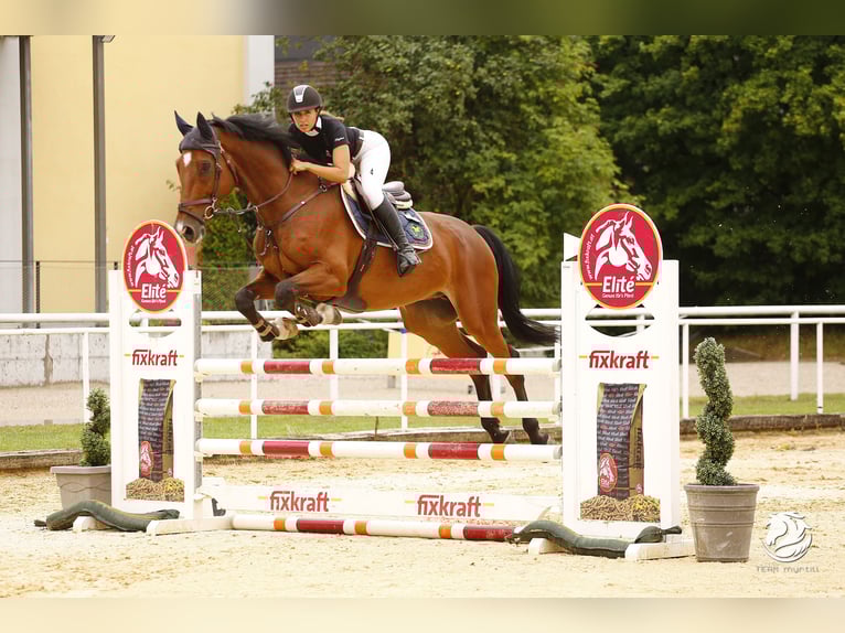 Oldenburg-International (OS) Gelding 11 years 16,3 hh Brown in Altusried