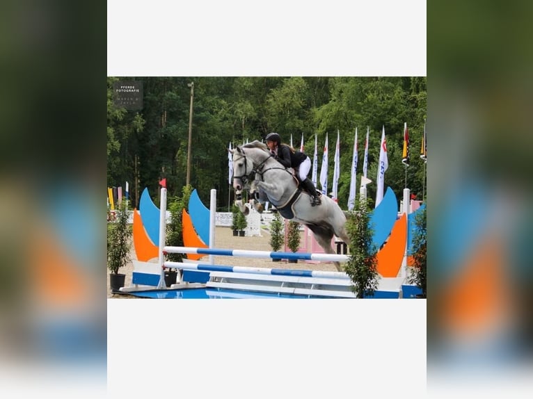 Oldenburg-International (OS) Gelding 11 years 17 hh Gray in Ostercappeln