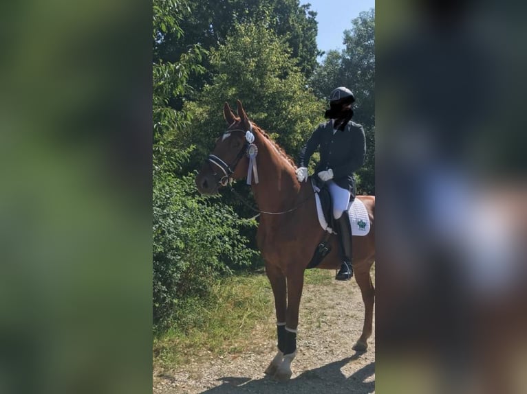 Oldenburg-International (OS) Gelding 11 years 18,1 hh Chestnut-Red in Balve