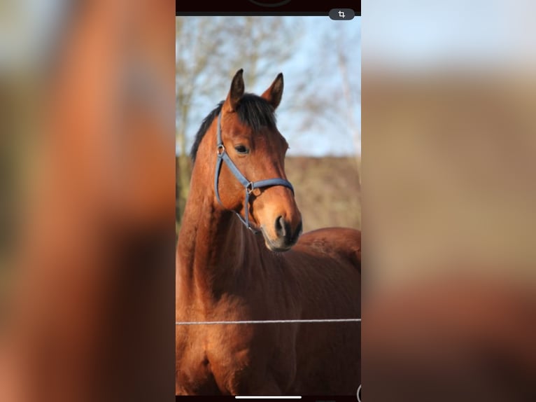 Oldenburg-International (OS) Gelding 12 years 15,2 hh Brown in Wangerland Hohenkirchen