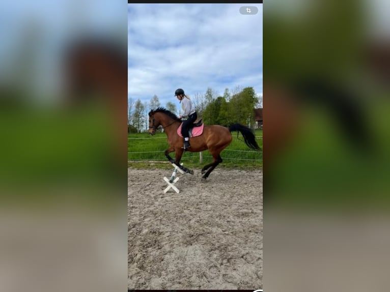 Oldenburg-International (OS) Gelding 12 years 15,2 hh Brown in Wangerland Hohenkirchen