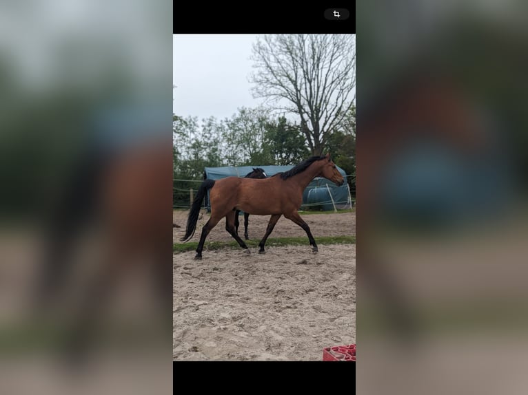 Oldenburg-International (OS) Gelding 12 years 15,2 hh Brown in Wangerland Hohenkirchen