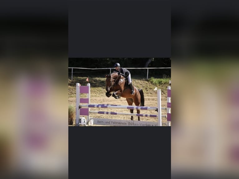 Oldenburg-International (OS) Gelding 12 years 16,2 hh Brown in Willich