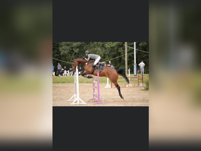 Oldenburg-International (OS) Gelding 12 years 16,2 hh Brown in Willich