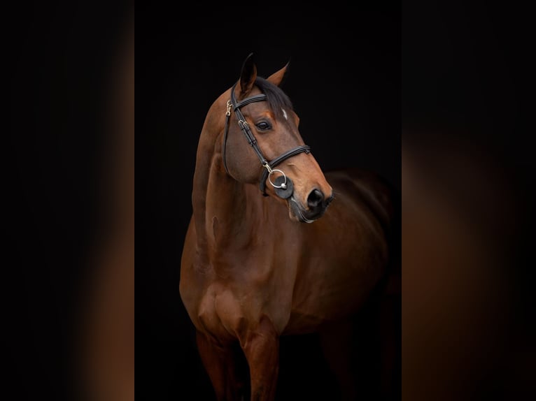 Oldenburg-International (OS) Gelding 12 years 16,2 hh Brown in Prag