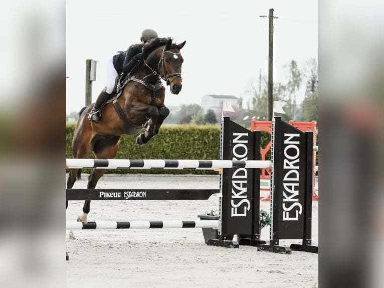 Oldenburg-International (OS) Gelding 12 years 16,3 hh Brown in Willich