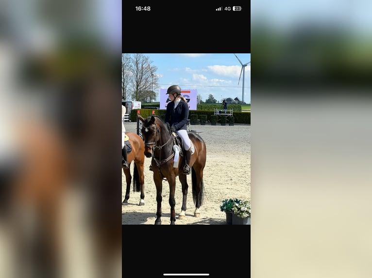 Oldenburg-International (OS) Gelding 12 years 16,3 hh Brown in Willich