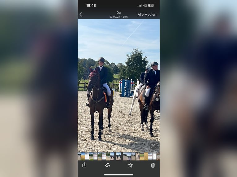 Oldenburg-International (OS) Gelding 12 years 16,3 hh Brown in Willich