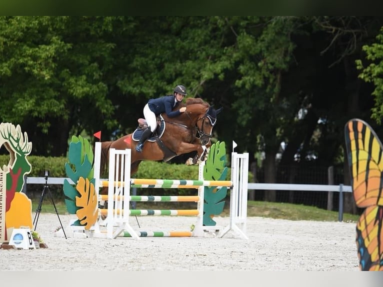 Oldenburg-International (OS) Gelding 12 years 16,3 hh Chestnut in Enying