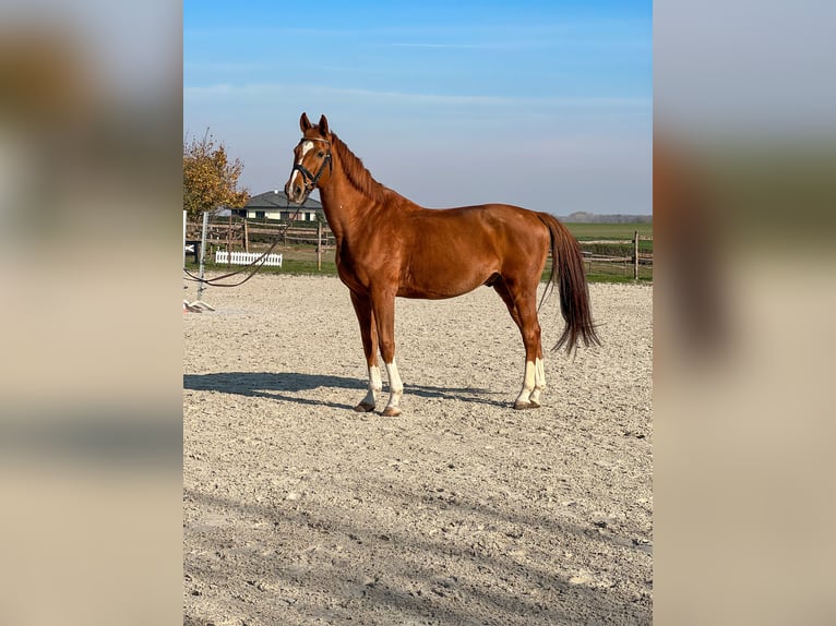 Oldenburg-International (OS) Gelding 12 years 16,3 hh Chestnut in Enying