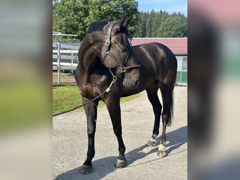 Oldenburg-International (OS) Gelding 12 years 17,1 hh Black in Altusried