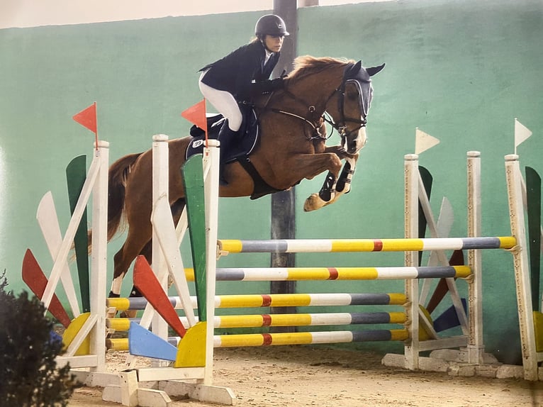 Oldenburg-International (OS) Gelding 13 years 16,1 hh Chestnut-Red in Roma