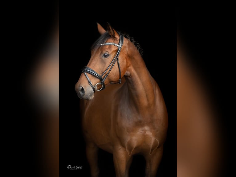 Oldenburg-International (OS) Gelding 13 years 17,1 hh Brown in Bad Zwischenahn