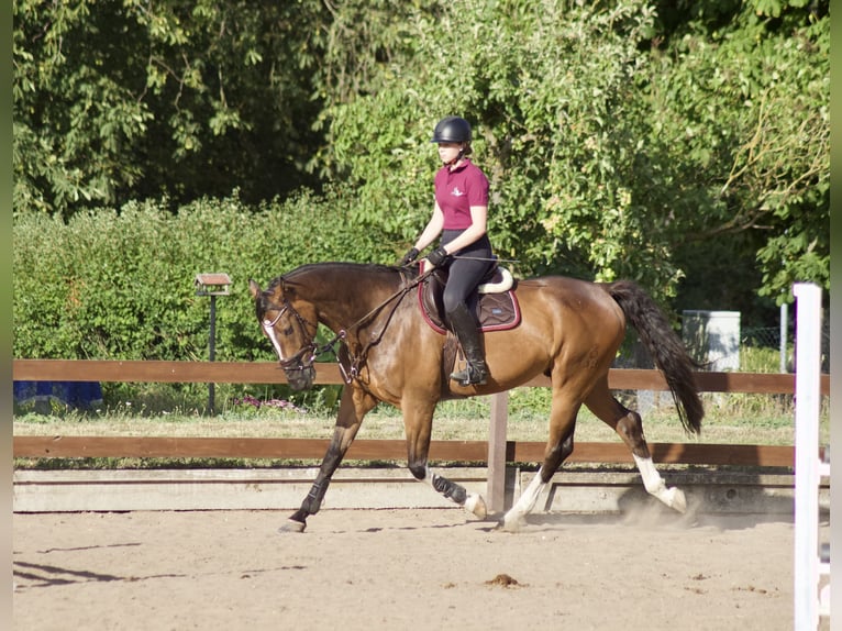 Oldenburg-International (OS) Gelding 13 years 17 hh Brown in Feldberger Seenlandschaft