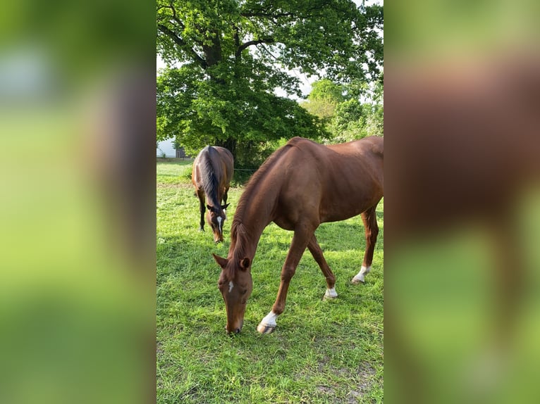 Oldenburg-International (OS) Gelding 14 years 16,1 hh Chestnut-Red in Müden (Aller)