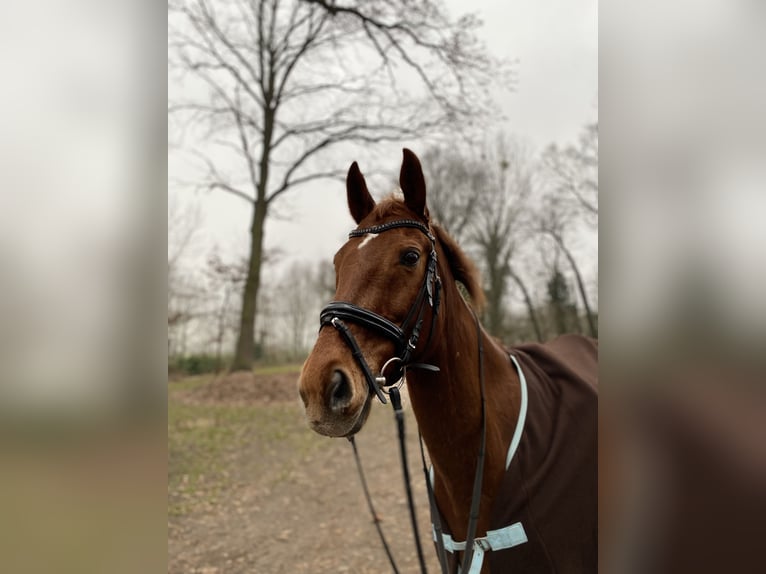 Oldenburg-International (OS) Gelding 14 years 16,1 hh Chestnut-Red in Müden (Aller)