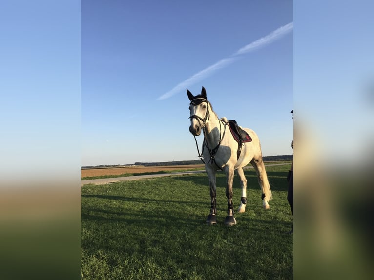 Oldenburg-International (OS) Gelding 14 years 16,3 hh Gray in Pilsting