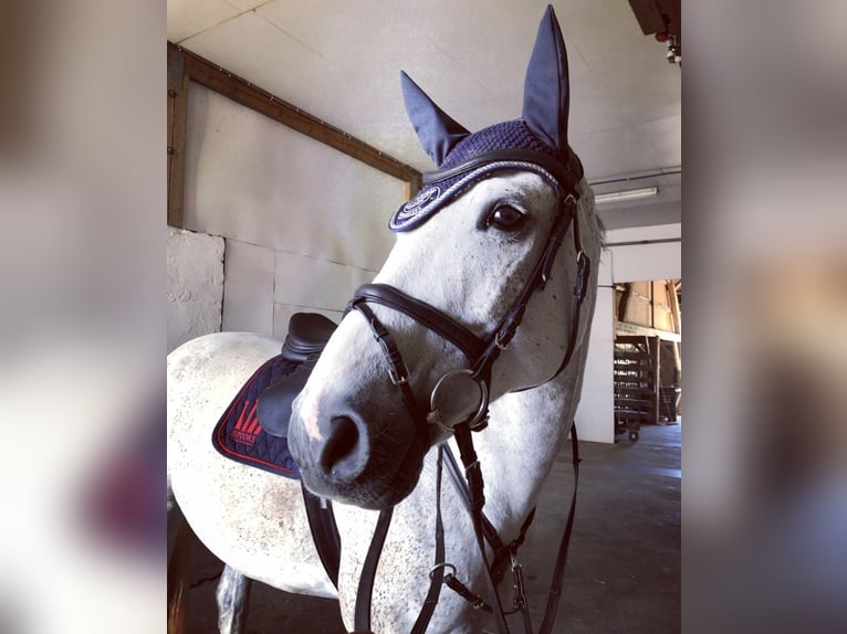 Oldenburg-International (OS) Gelding 14 years 16,3 hh Gray in Pilsting