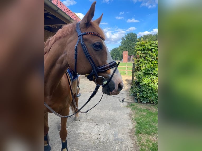 Oldenburg-International (OS) Gelding 14 years 16 hh Chestnut-Red in Merzen