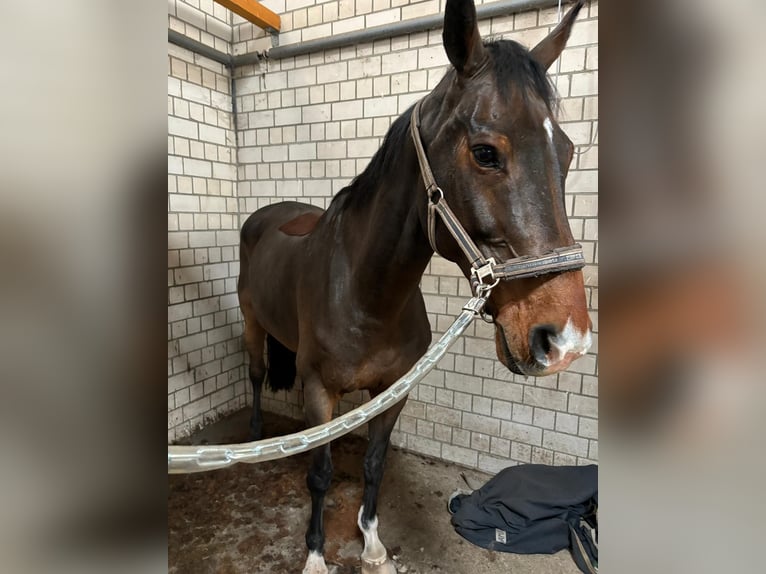 Oldenburg-International (OS) Gelding 14 years 17,2 hh Brown in Schönwalde