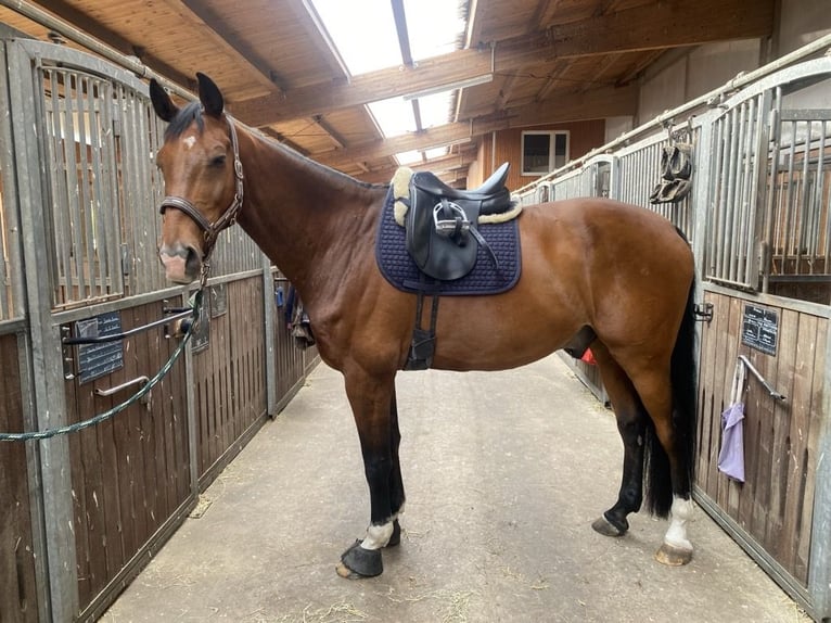 Oldenburg-International (OS) Gelding 14 years 17,2 hh Brown in Schönwalde