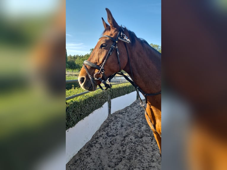 Oldenburg-International (OS) Gelding 14 years 17,2 hh Brown in Schönwalde