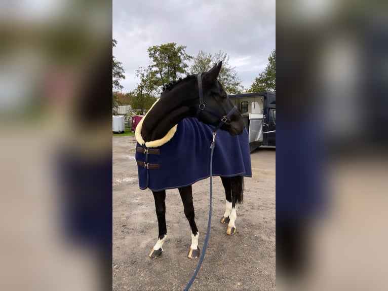 Oldenburg-International (OS) Gelding 14 years 17 hh Black in Baden-Baden