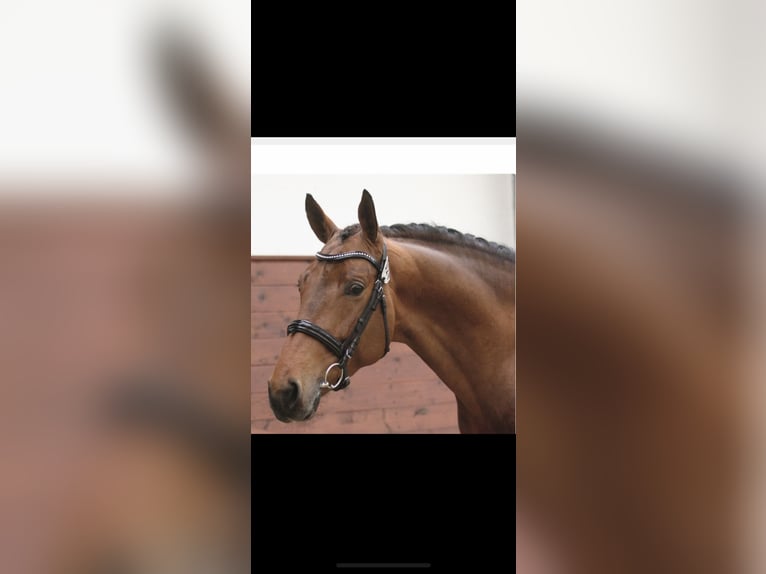 Oldenburg-International (OS) Gelding 15 years 16,2 hh Brown in Lommedalen