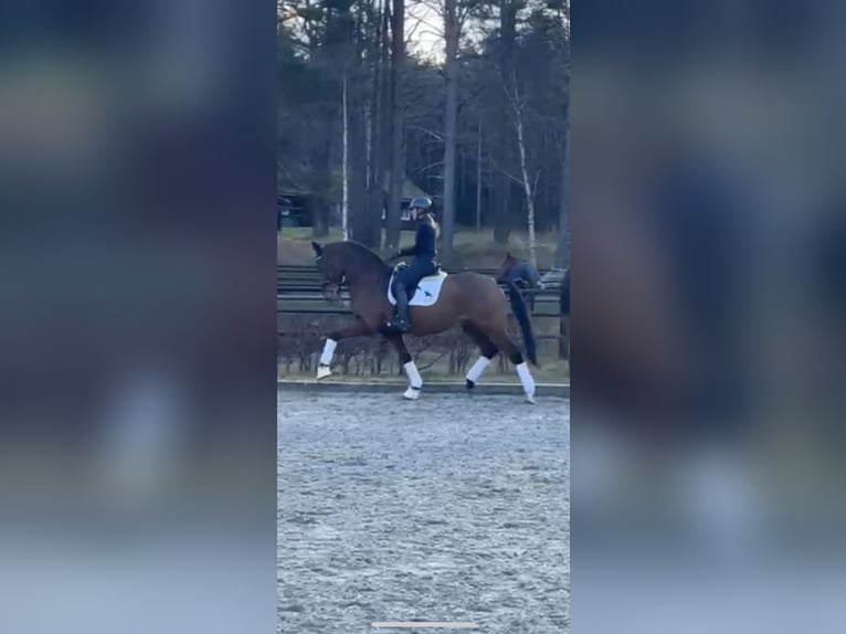 Oldenburg-International (OS) Gelding 15 years 16,2 hh Brown in Lommedalen