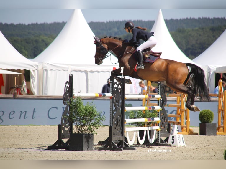 Oldenburg-International (OS) Gelding 15 years 16,2 hh Brown in Oberstadion