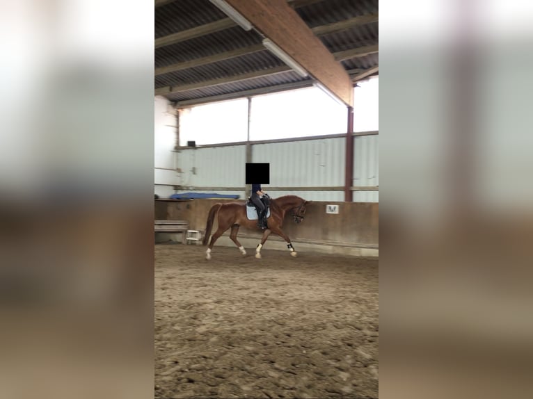 Oldenburg-International (OS) Gelding 16 years 16,1 hh Chestnut-Red in Göttingen