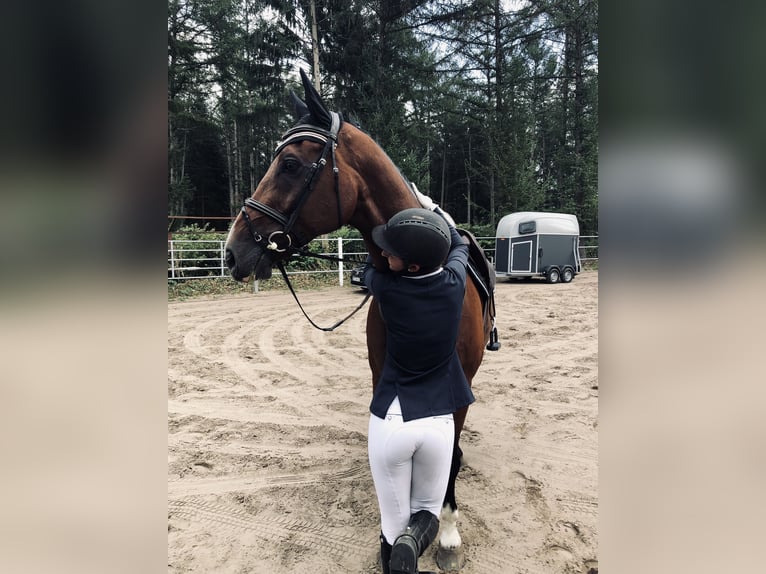 Oldenburg-International (OS) Gelding 16 years 16,3 hh Brown in Winkelsett