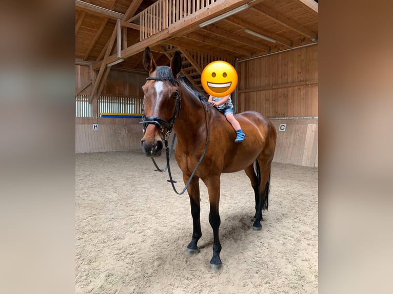 Oldenburg-International (OS) Gelding 18 years 17 hh Brown in St. Ulrich bei Steyr