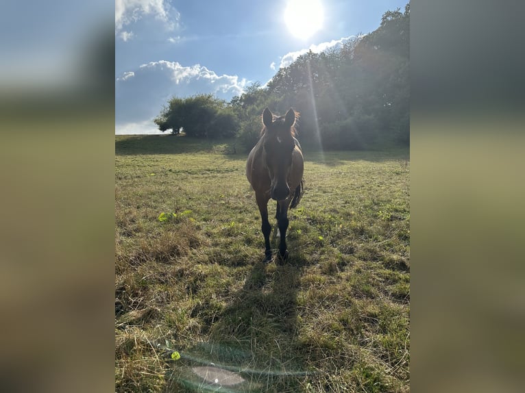 Oldenburg-International (OS) Gelding 19 years 16 hh Brown in Dillenburg