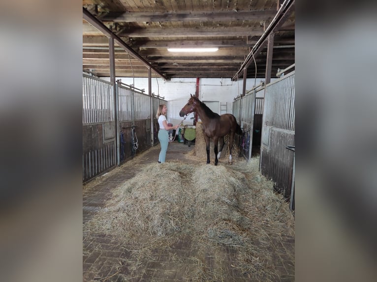 Oldenburg-International (OS) Gelding 1 year 16,1 hh Bay-Dark in Garbsen