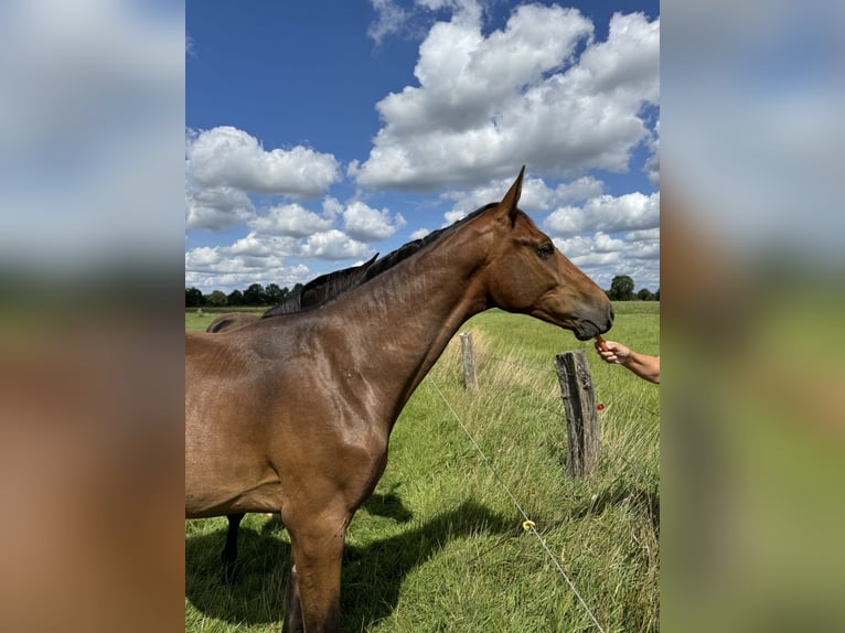 Oldenburg-International (OS) Gelding 1 year 16,1 hh Bay-Dark in Garbsen