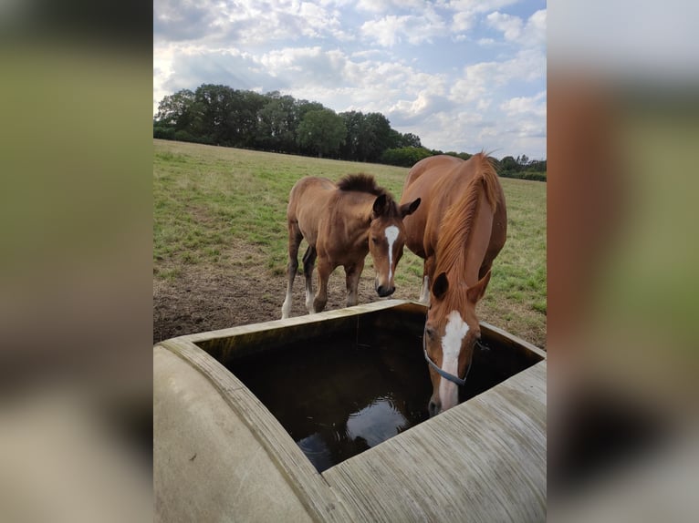 Oldenburg-International (OS) Gelding 1 year 16,1 hh Bay-Dark in Garbsen