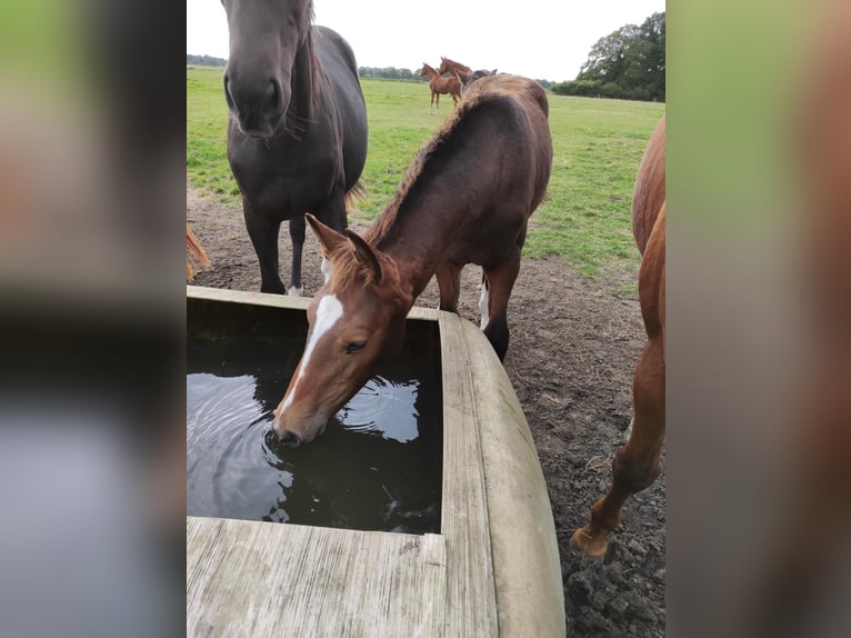 Oldenburg-International (OS) Gelding 2 years 16,1 hh Bay-Dark in Garbsen