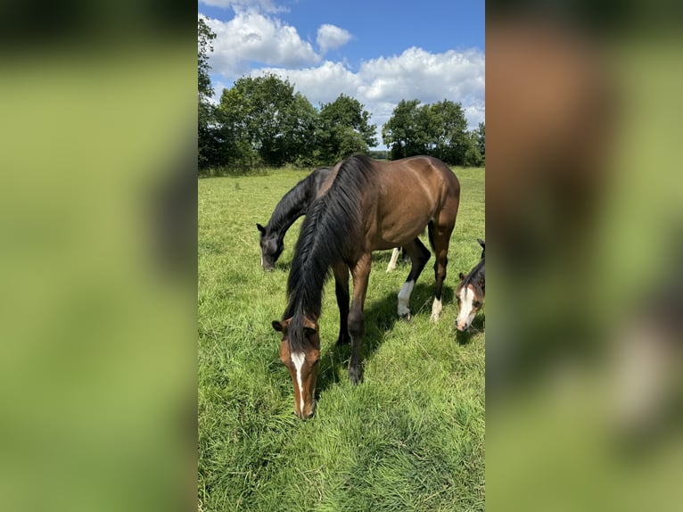 Oldenburg-International (OS) Gelding 2 years 16,1 hh Bay-Dark in Garbsen