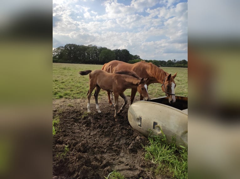 Oldenburg-International (OS) Gelding 2 years 16,1 hh Bay-Dark in Garbsen