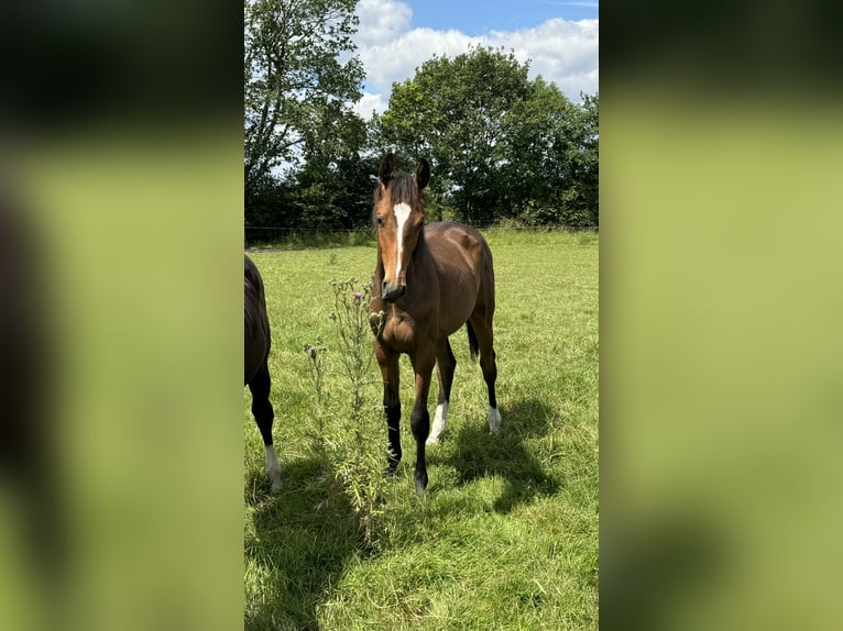 Oldenburg-International (OS) Gelding 2 years 16,1 hh Bay-Dark in Garbsen