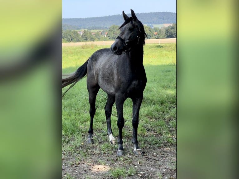 Oldenburg-International (OS) Gelding 2 years 16,1 hh Gray in Emmerthal