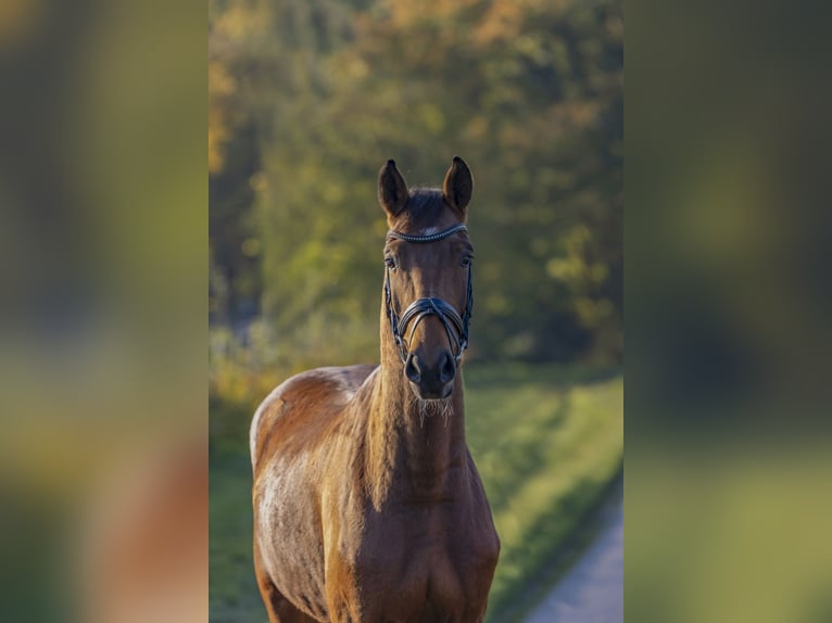 Oldenburg-International (OS) Gelding 3 years 16,1 hh Brown in Bad Bentheim