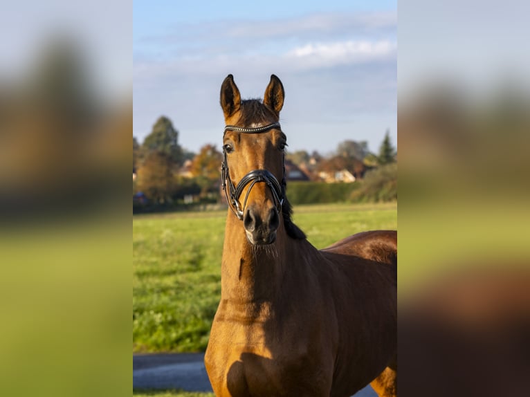 Oldenburg-International (OS) Gelding 3 years 16,1 hh Brown in Bad Bentheim