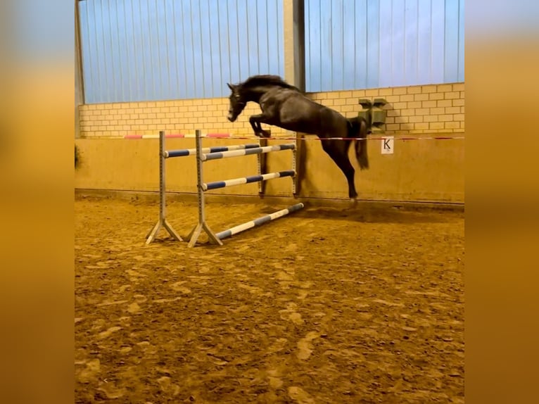 Oldenburg-International (OS) Gelding 3 years 16,1 hh Gray in Emmerthal