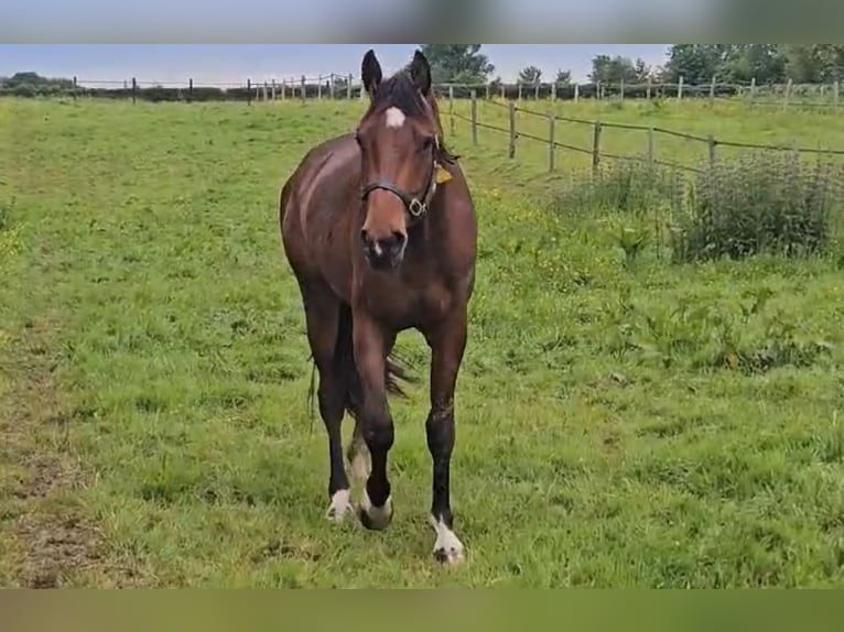 Oldenburg-International (OS) Gelding 3 years Brown in Formerie