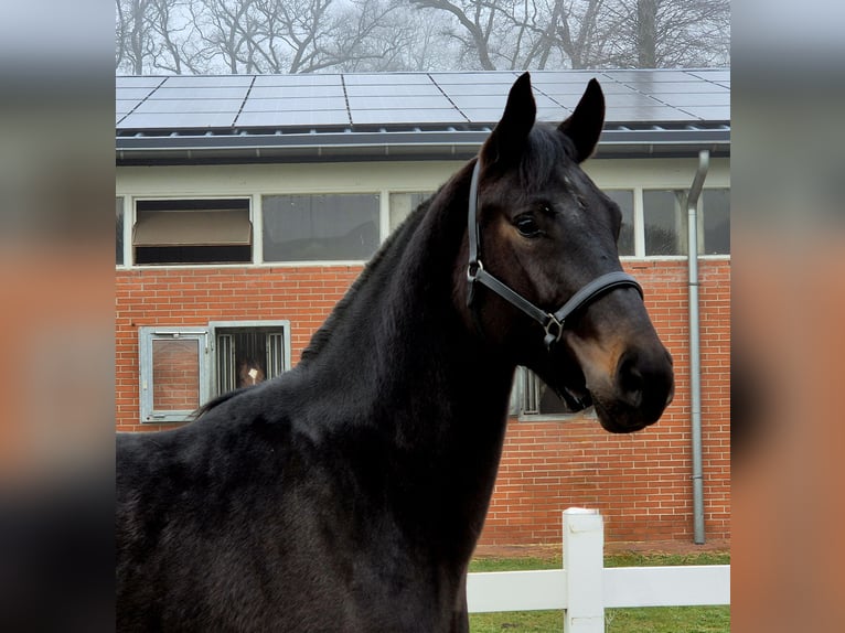 Oldenburg-International (OS) Gelding 3 years Smoky-Black in Vechta