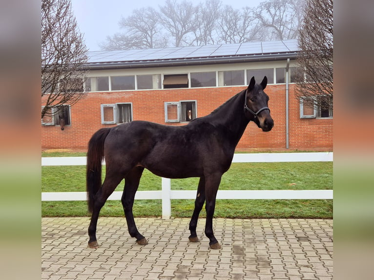 Oldenburg-International (OS) Gelding 3 years Smoky-Black in Vechta